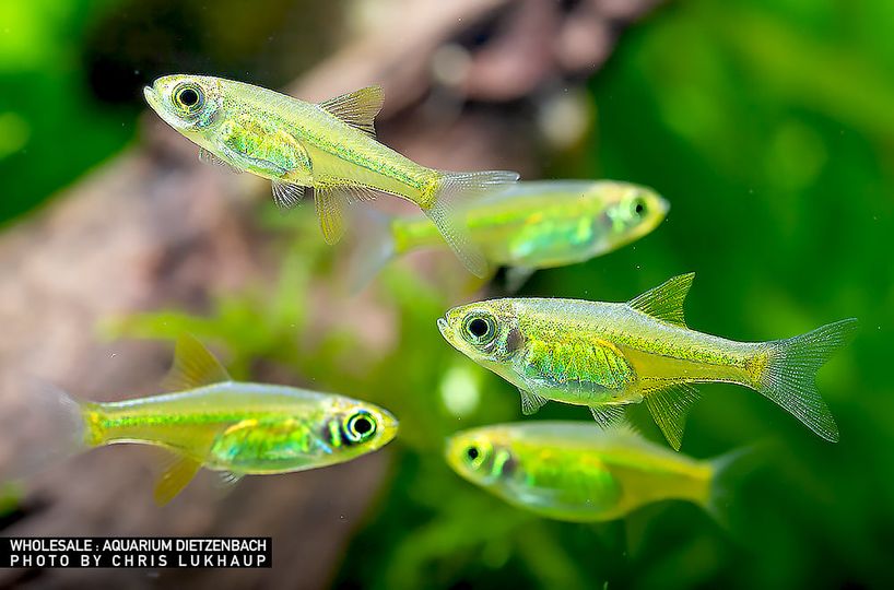 Microdevario kubotai -   Smaragd Zwergrasbora 