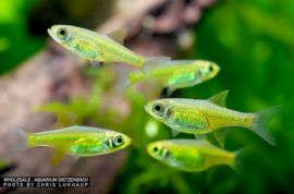 Microdevario kubotai - Grüne Zwergrasbora