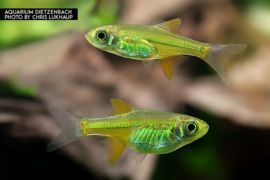 Microdevario kubotai - Smaragd Zwergrasbora