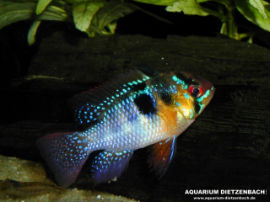 Microgeophagus ramirezi