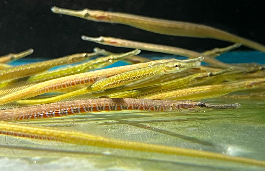 Microphis cf.deocata - Pipefische "blue stripe" 