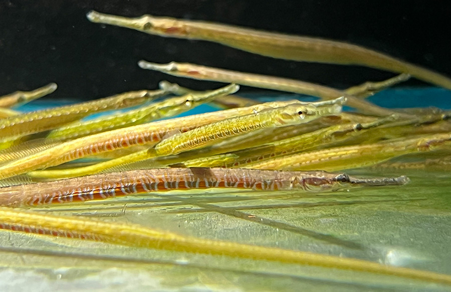 Microphis cf.deocata - Pipefische "blue stripe" 