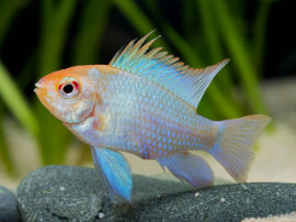 Mikrogeophagus ramirezi - Schmetterlingsbarsch Super Neon blue gold