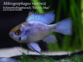 Mikrogeophagus ramirezi - Schmetterlingsbarsch Electric blue