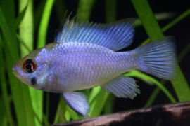 Mikrogeophagus ramirzi - Electric blue