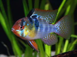 Mikrogeophagus ramirzi - Schmetterlingsbuntbarsch