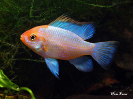 Mikrogeophagus ramirzi - Super Neon Blue Gold