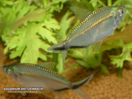 Moenkhausia costae - Blackline Salmler