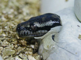 Morelia spilota cheynei - Teppichpython