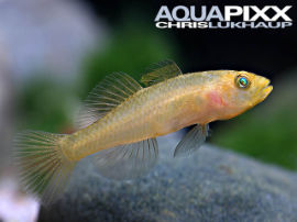 Mugilogobius rex - Zitronengrundel