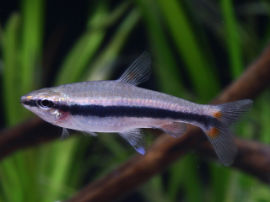 Nannostomus beckfordi - Normale Variante