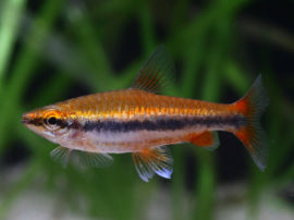 Nannostomus beckfordi - Rote Variante