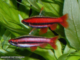 Nannostomus spec. - Purpurziersalmler
