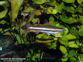 Nannostomus trifasciatus - Dreibindenziersalmler