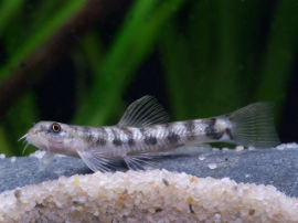 Nemacheilus spec. - Firefly Schmerle