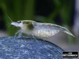 Neocaridina cf. zhangjiajiensis - white Pearl Zwerggarnele