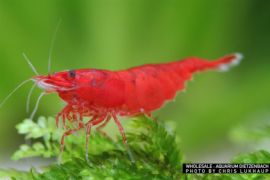 Neocaridina davidi - Zwerggarnele "Bloody Mary" 