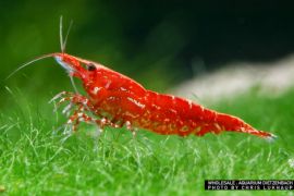 Neocaridina davidi - Zwerggarnele  "Fire" 