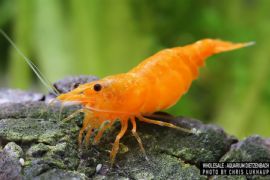 Neocaridina davidi - Zwerggarnele "Orange"