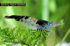 Neocaridina davidi - Zwerggarnele "Rili" Black 