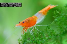 Neocaridina davidi - Zwerggarnele "Rili" Orange 