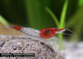 Neocaridina davidi - Zwerggarnele "Rili" Sakura 