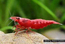 Neocaridina davidi - Zwerggarnele "Sakura"