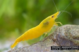 Neocaridina davidi - Zwerggarnele "Yellow Fire"