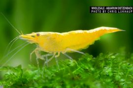 Neocaridina davidi - Zwerggarnele "Yellow golden Top" 