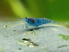 Neocaridina davidi - Blue velvet Zwerggarnele