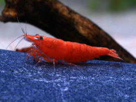 Neocaridina davidi - Rote Sakura Zwerggarnele