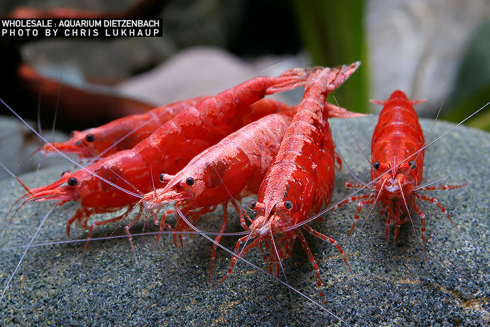 Neocaridina davidi - Zwerggarnele "Sakura"