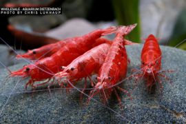 Neocaridina davidi