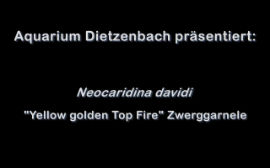 Neocaridina davidi - Yellow golden Top Fire Zwerggarnele