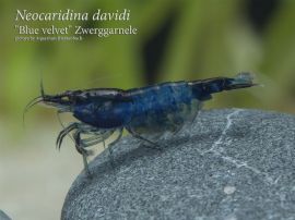 Neocaridina davidi - Blue velvet Zwerggarnele