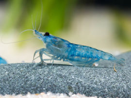 Neocaridina davidi - Blue Jelly Zwerggarnele