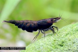 Neocaridina davidi - Zwerggarnele "Black Kingkong" 