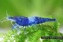 Neocaridina davidi - Zwerggarnele "Rili" Blue 