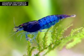 Neocaridina davidi - Zwerggarnele "Rili" Blue 