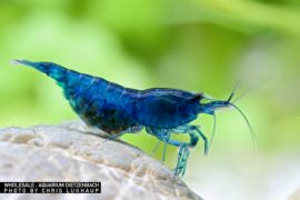 Neocaridina davidi - Zwerggarnele "Blue velvet" 