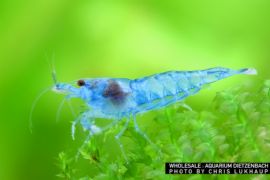 Neocaridina davidi - Zwerggarnele "Blue Jelly" 