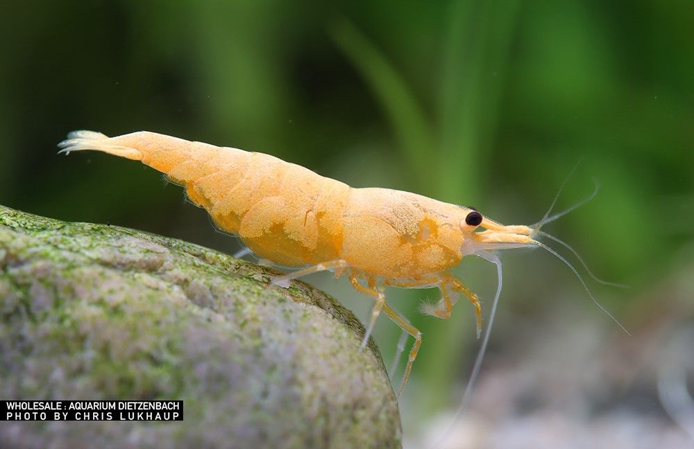 Neocaridina davidi - Zwerggarnele "Crested Cream"