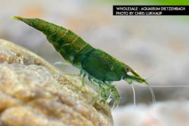 Neocaridina davidi - Zwerggarnele "Green Jade" 