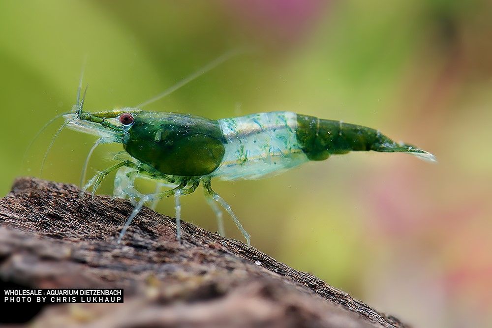 Neocaridina davidi - Zwerggarnele "Rili Green"