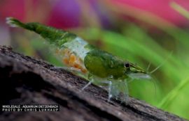 Neocaridina davidi - Zwerggarnele "Rili Green"