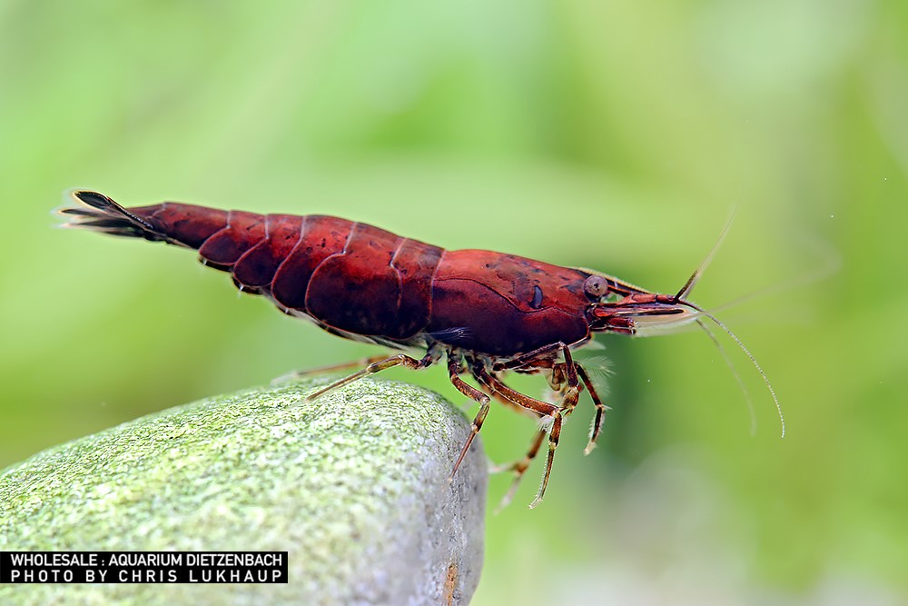 Neocaridina davidi  - "Onyx" Zwerggarnele