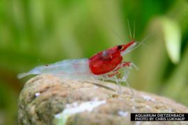 Neocaridina davidi - Zwerggarnele "Red neck"