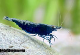 Neocaridina davidi - Zwerggarnele "Sapphire"