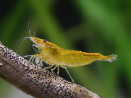 Neocaridina heteropoda - Orange Fire Zwerggarnele