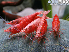 Fire Zwerggarnele - Neocaridina heteropoda